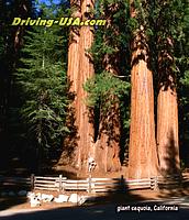 giant sequoias, California