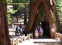 California Tunnel Tree