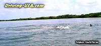 dolphins splashing in water