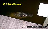 American Crocodile - Florida Everglades