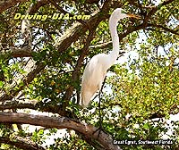 Great Egret at Mangrove Tree